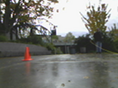 Spotted First Cone
